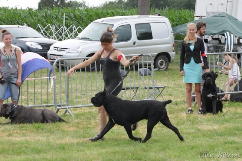 CH. Solopernumeriuno Di casa césaro - 1 exc sélectionné pour le meilleur mouvement et construction