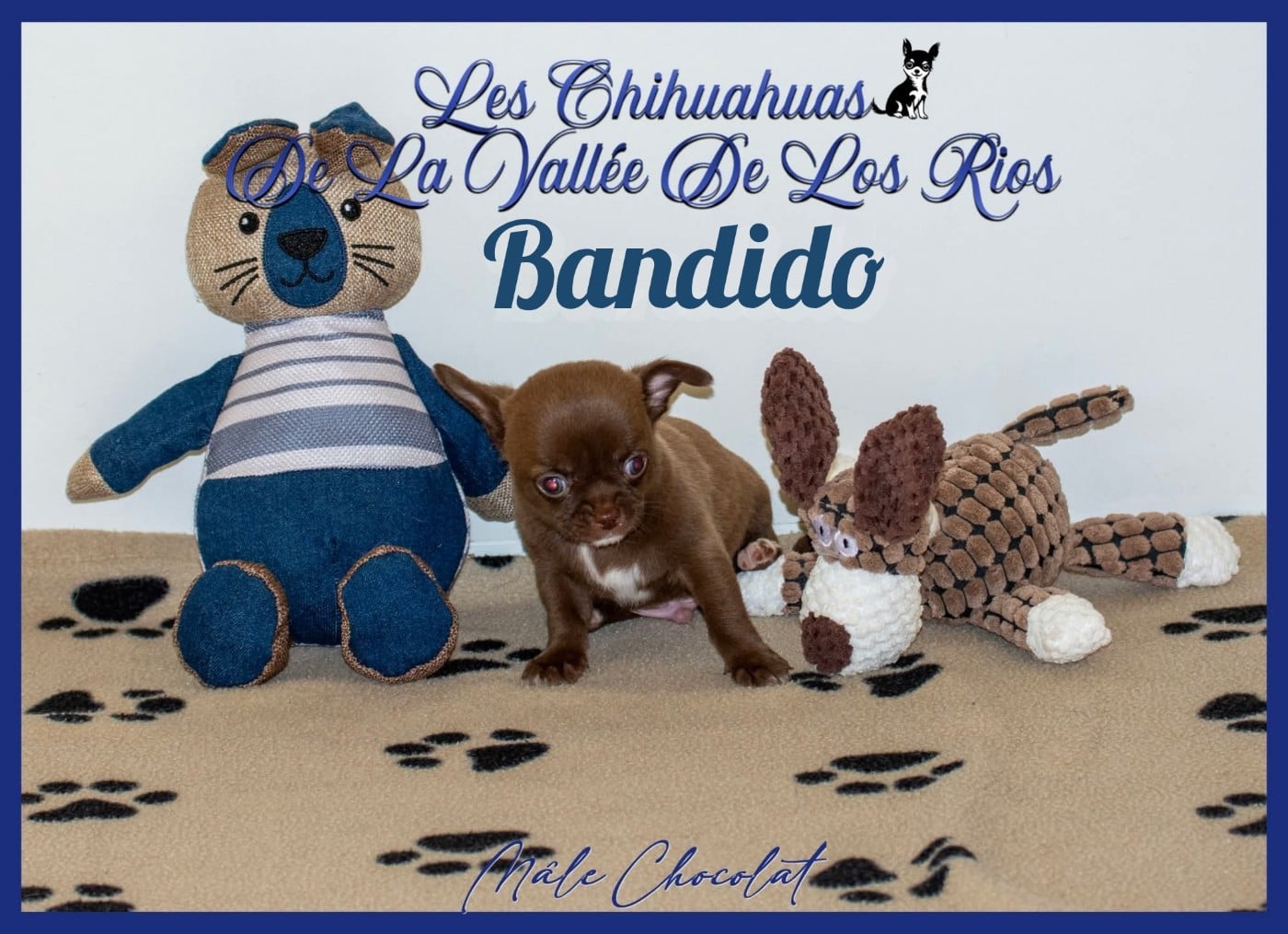 Bandido
