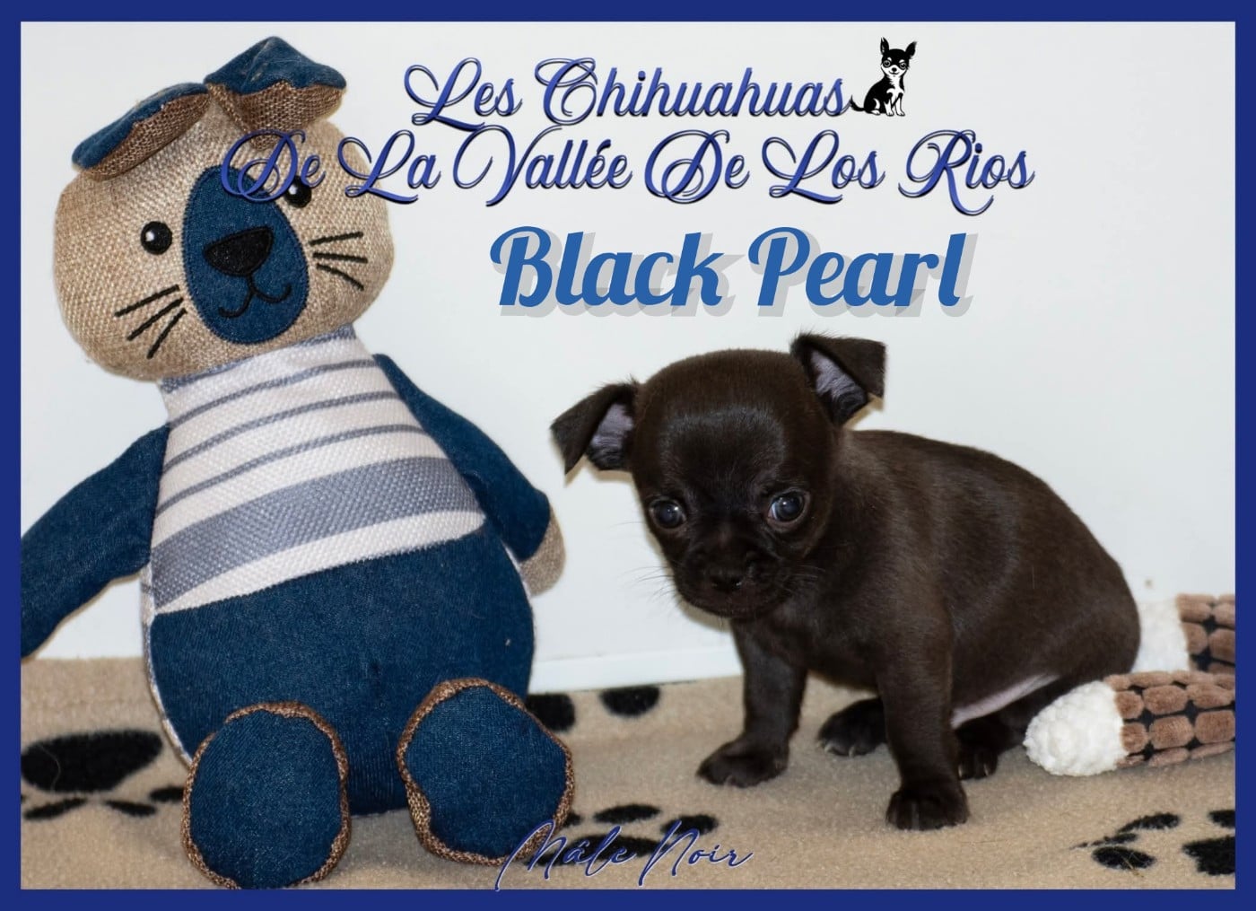 Black Pearl