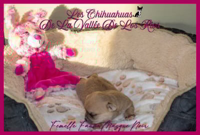 Femelle 4 - Chihuahua