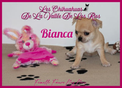 Les chiots de Chihuahua