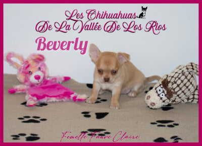 Les chiots de Chihuahua