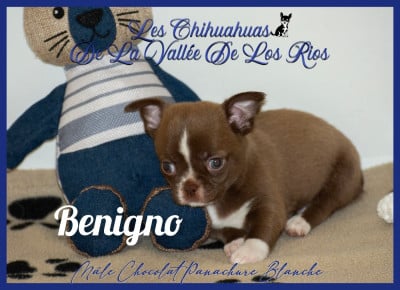 Les chiots de Chihuahua