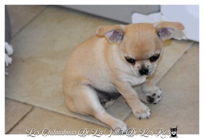 Les chiots de Chihuahua