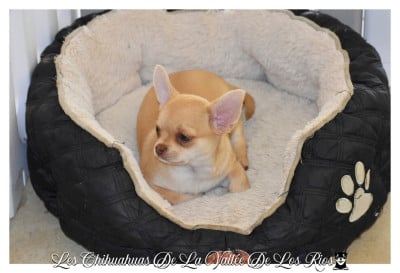 Les chiots de Chihuahua