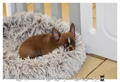 Les chiots de Chihuahua