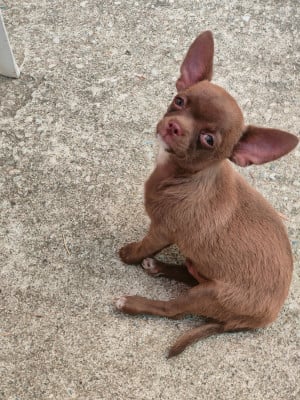 Les chiots de Chihuahua