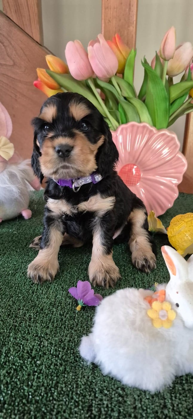 CHIOT 3 collier mauve