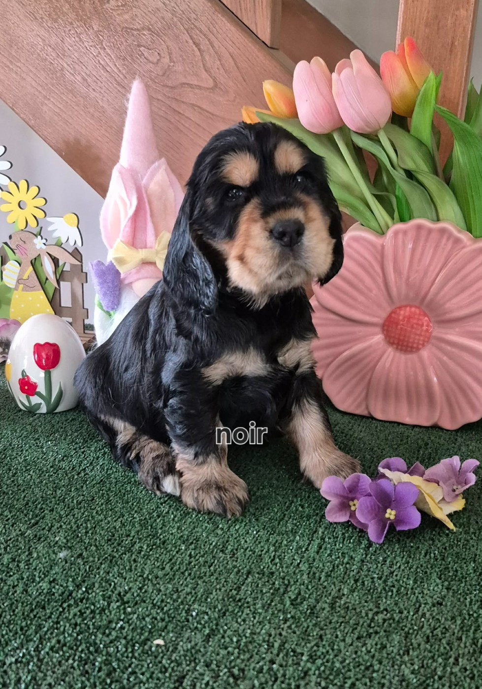 CHIOT 5 c. noir