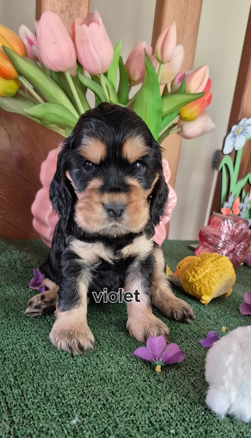 CHIOT 6 collier marron