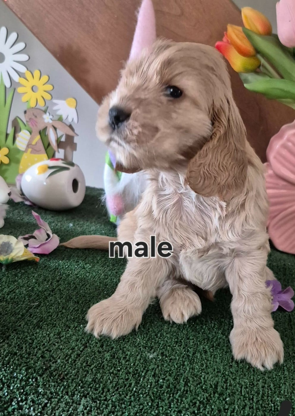 CHIOT 1