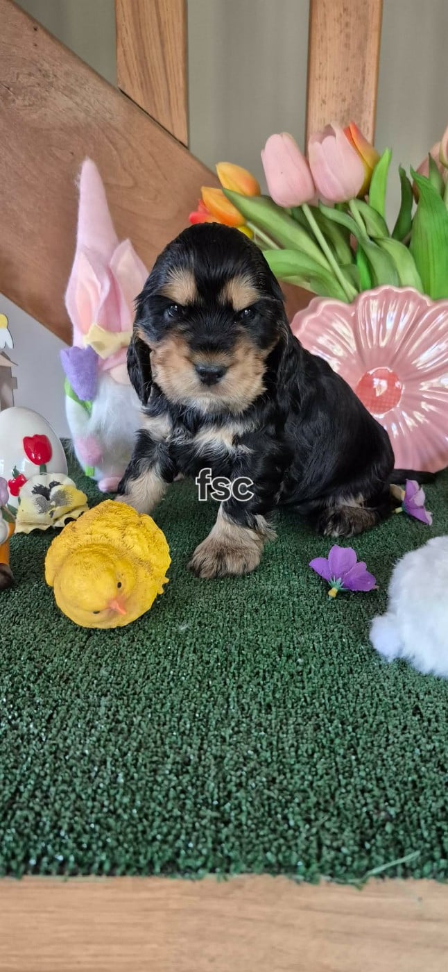 CHIOT 7 sans collier