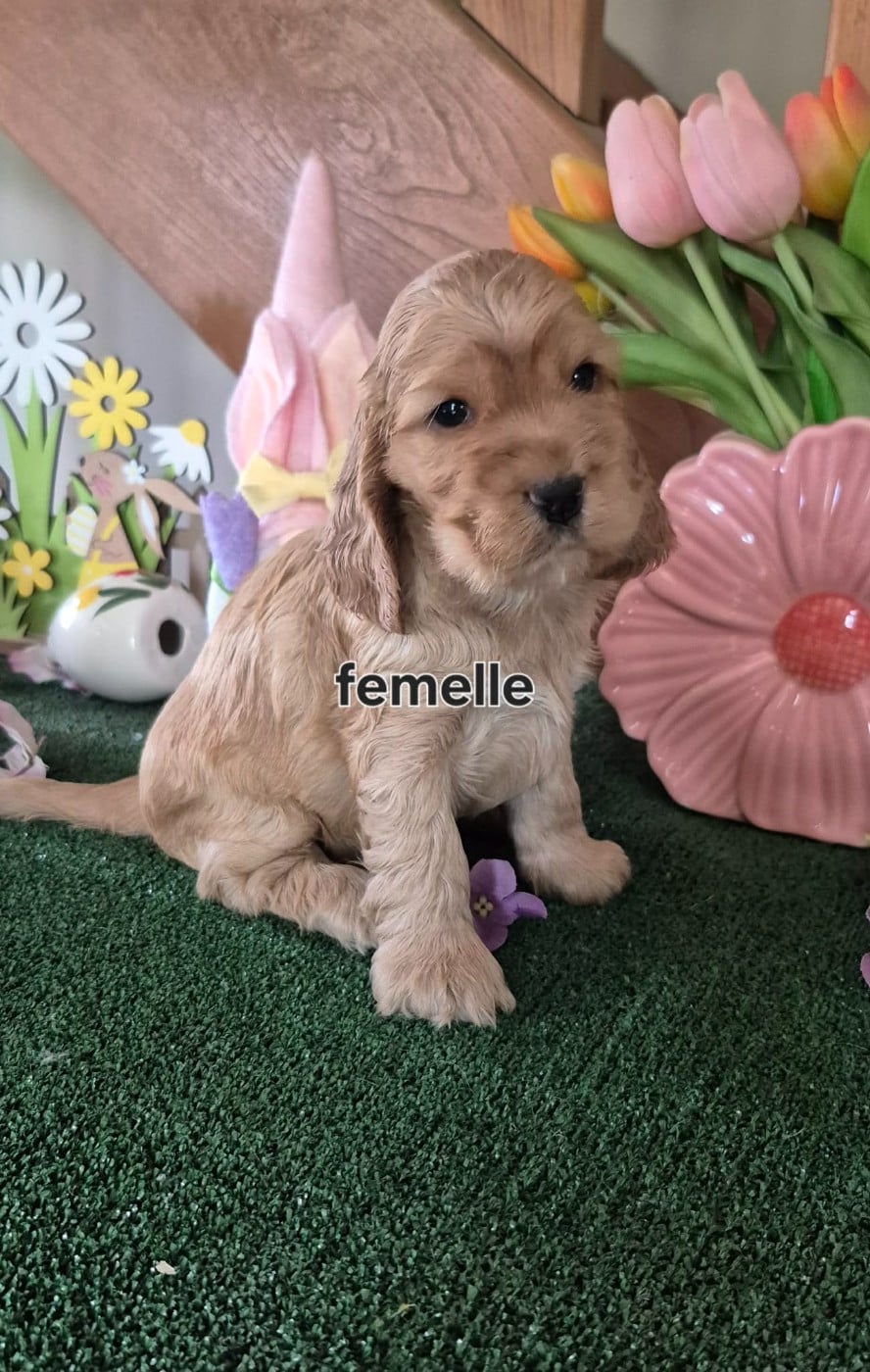 CHIOT 9