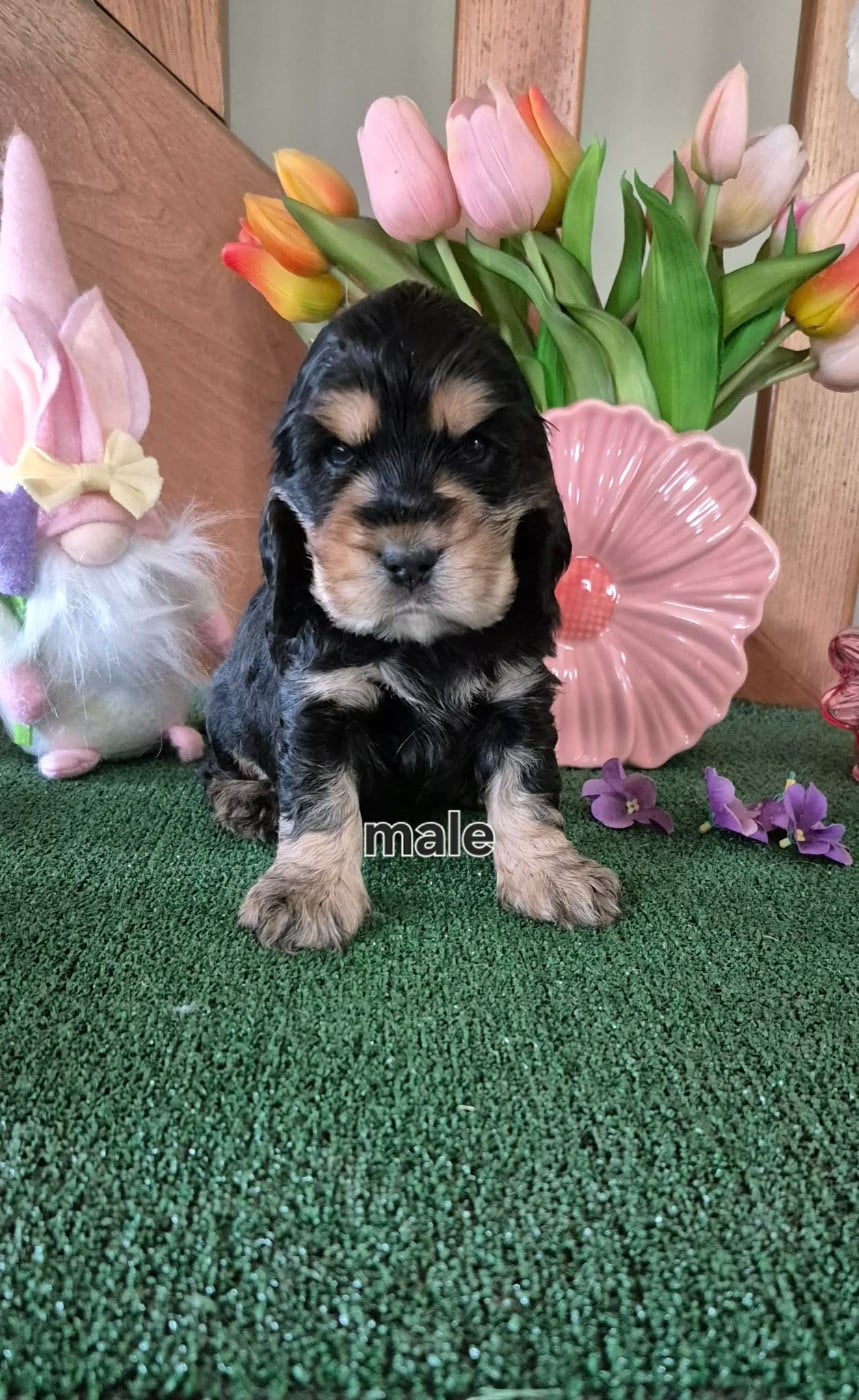 CHIOT 8