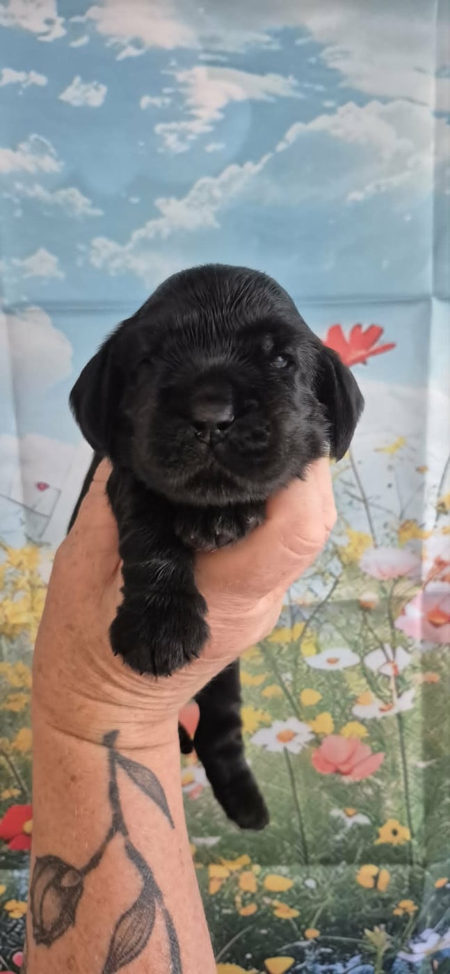 BLACK-M - Cocker Spaniel Anglais