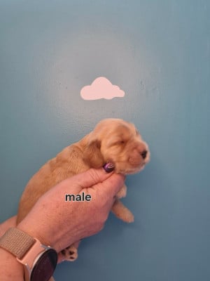 Les chiots de Cocker Spaniel Anglais