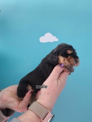 Les chiots de Cocker Spaniel Anglais