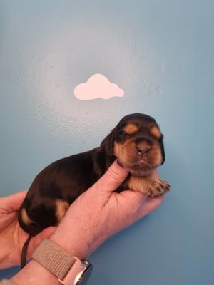 Les chiots de Cocker Spaniel Anglais