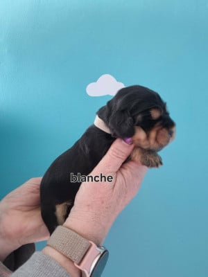 Les chiots de Cocker Spaniel Anglais