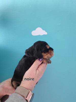 Les chiots de Cocker Spaniel Anglais