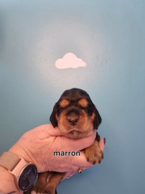 Les chiots de Cocker Spaniel Anglais