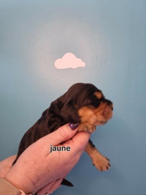 Les chiots de Cocker Spaniel Anglais