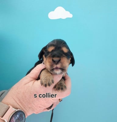 Les chiots de Cocker Spaniel Anglais