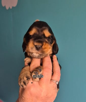 Les chiots de Cocker Spaniel Anglais