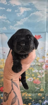 Les chiots de Cocker Spaniel Anglais