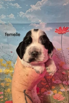 Les chiots de Cocker Spaniel Anglais