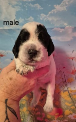 Les chiots de Cocker Spaniel Anglais