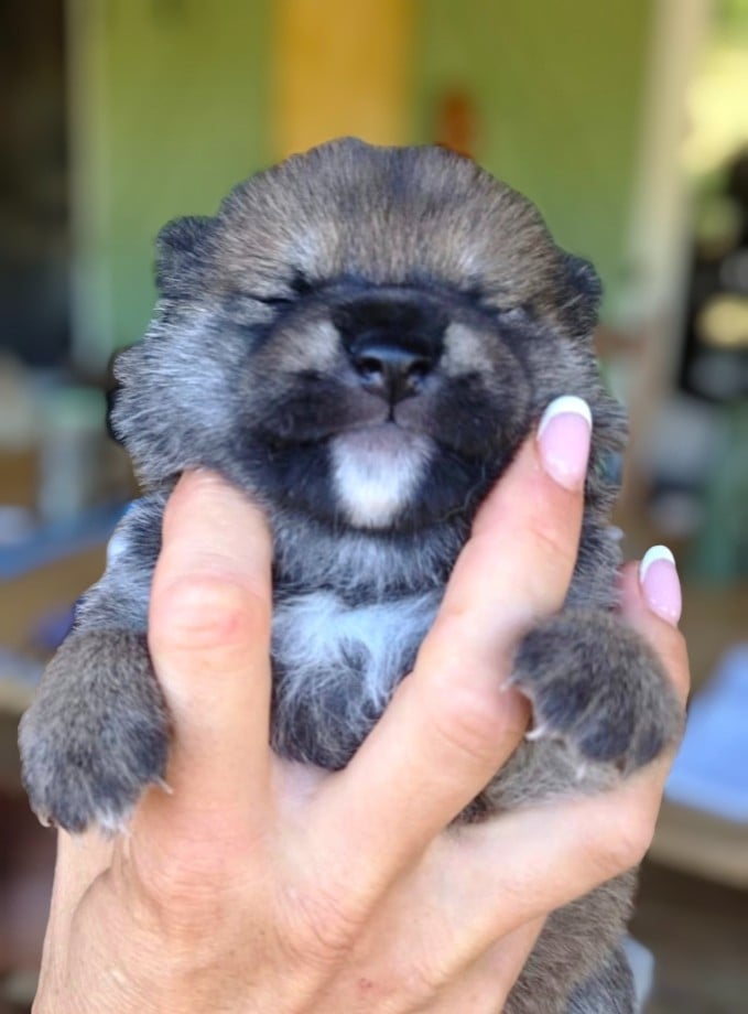 Shiba - Des Trois Bambous