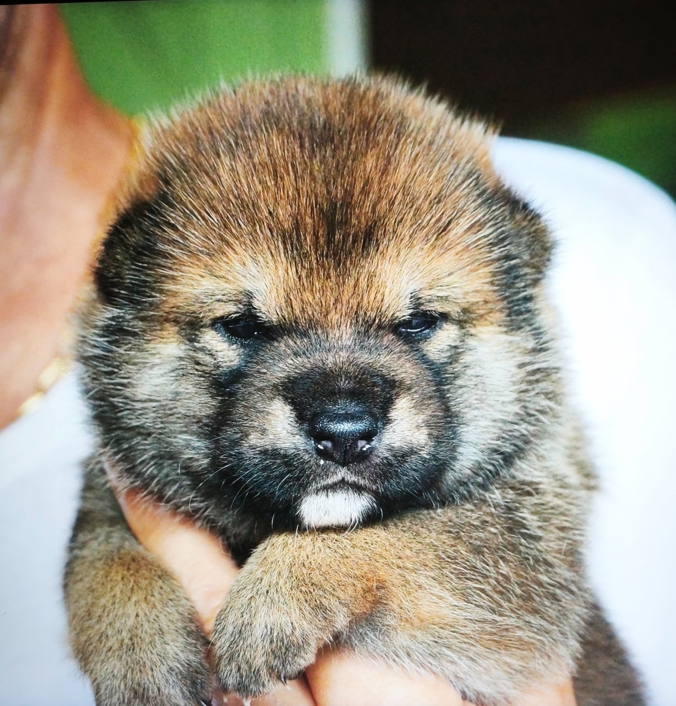 Shiba - Des Trois Bambous