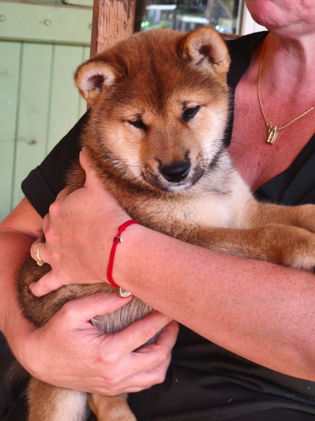 Shiba - Des Trois Bambous