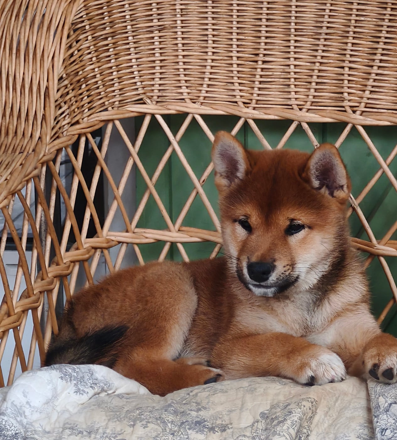 Shiba - Des Trois Bambous