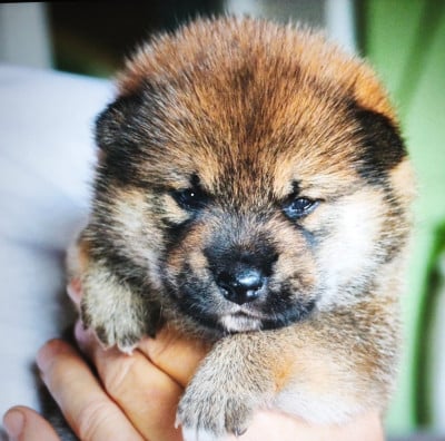 CHIOT 2 - Shiba