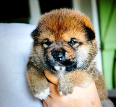 Shiba