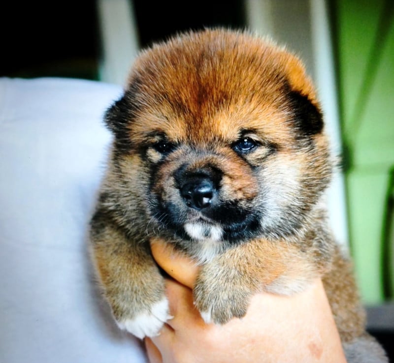 Shiba - Des Trois Bambous