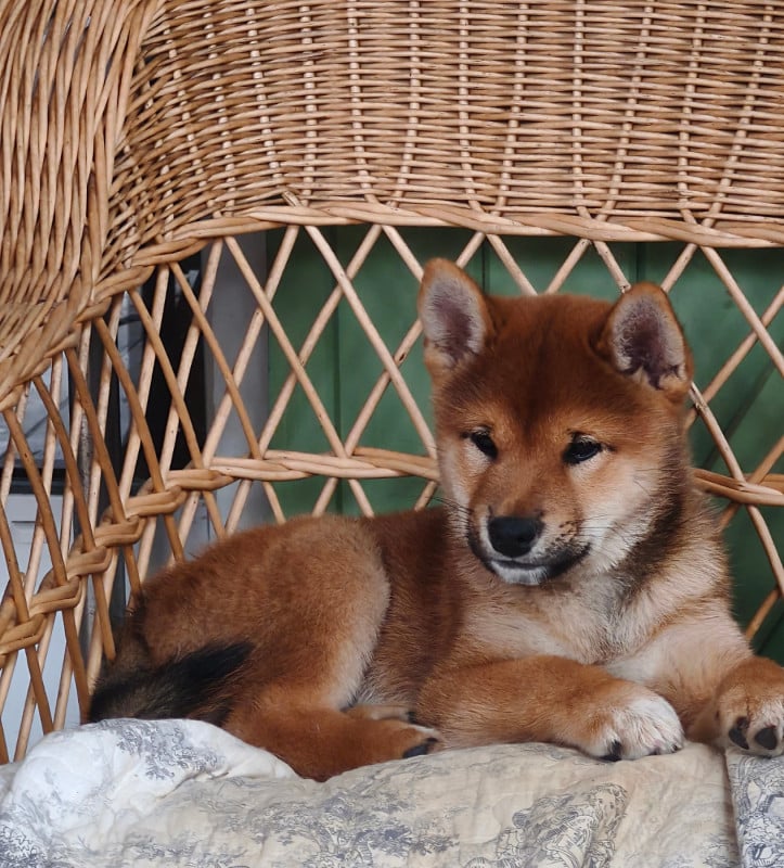 Shiba - Des Trois Bambous