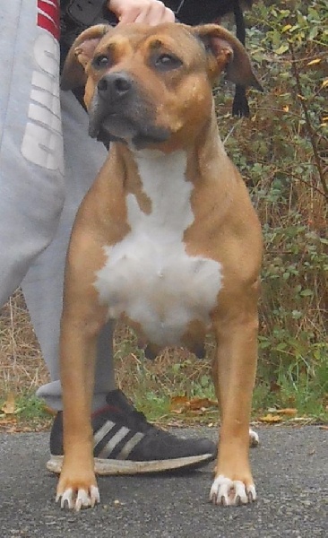 Publication : Lechis Auteur : Kingdom Of Treasures