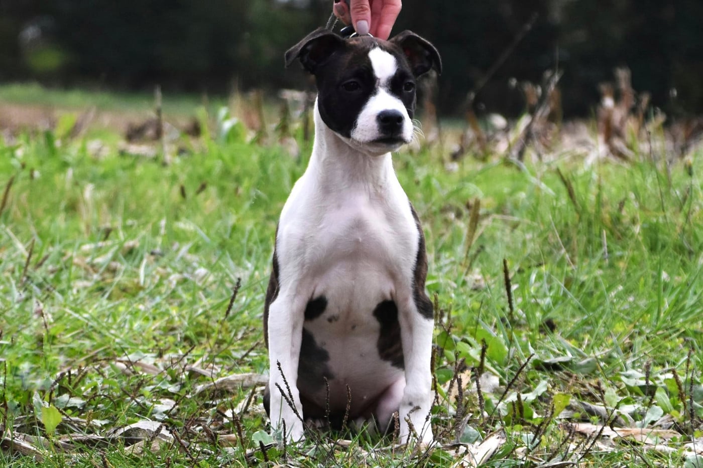 Publication : Lechis