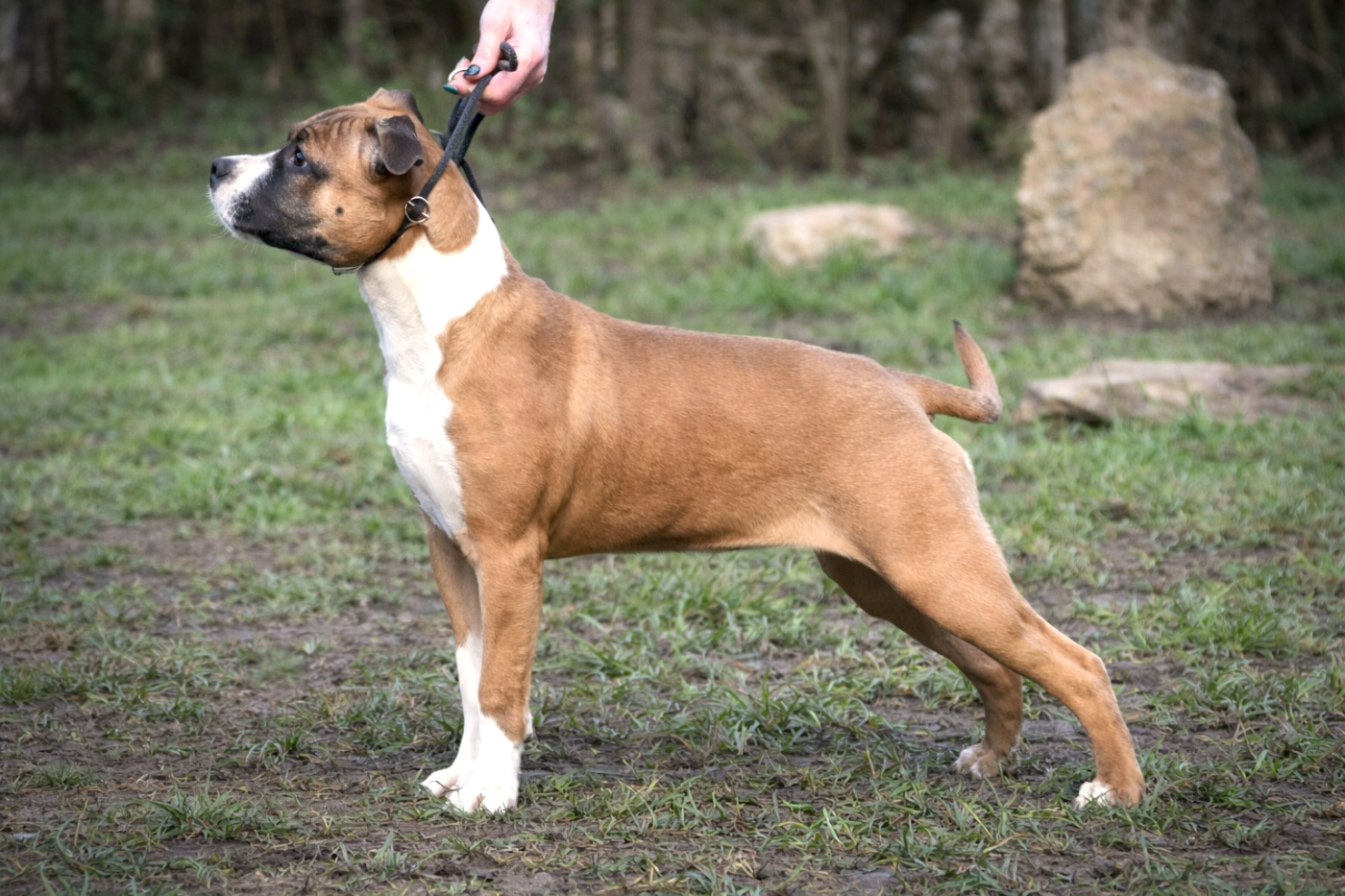 Lechis Absolut Control