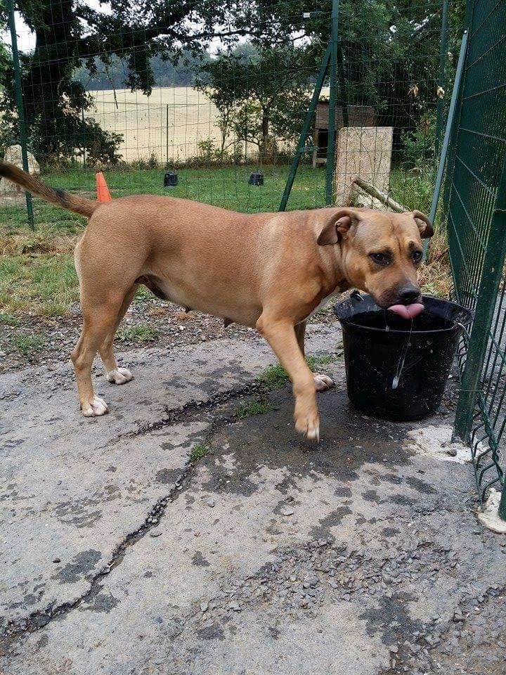 Publication : Lechis Auteur : Kingdom Of Treasures