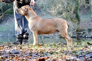 Publication : Lechis Auteur : Kingdom Of Treasures