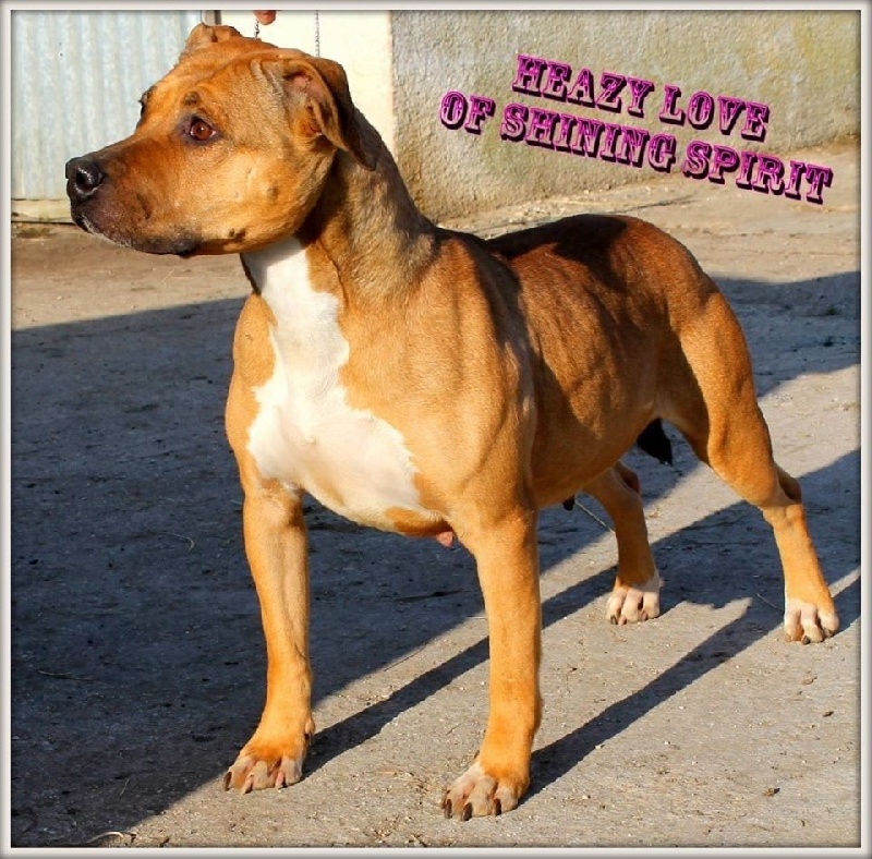 Publication : Lechis Auteur : Kingdom Of Treasures