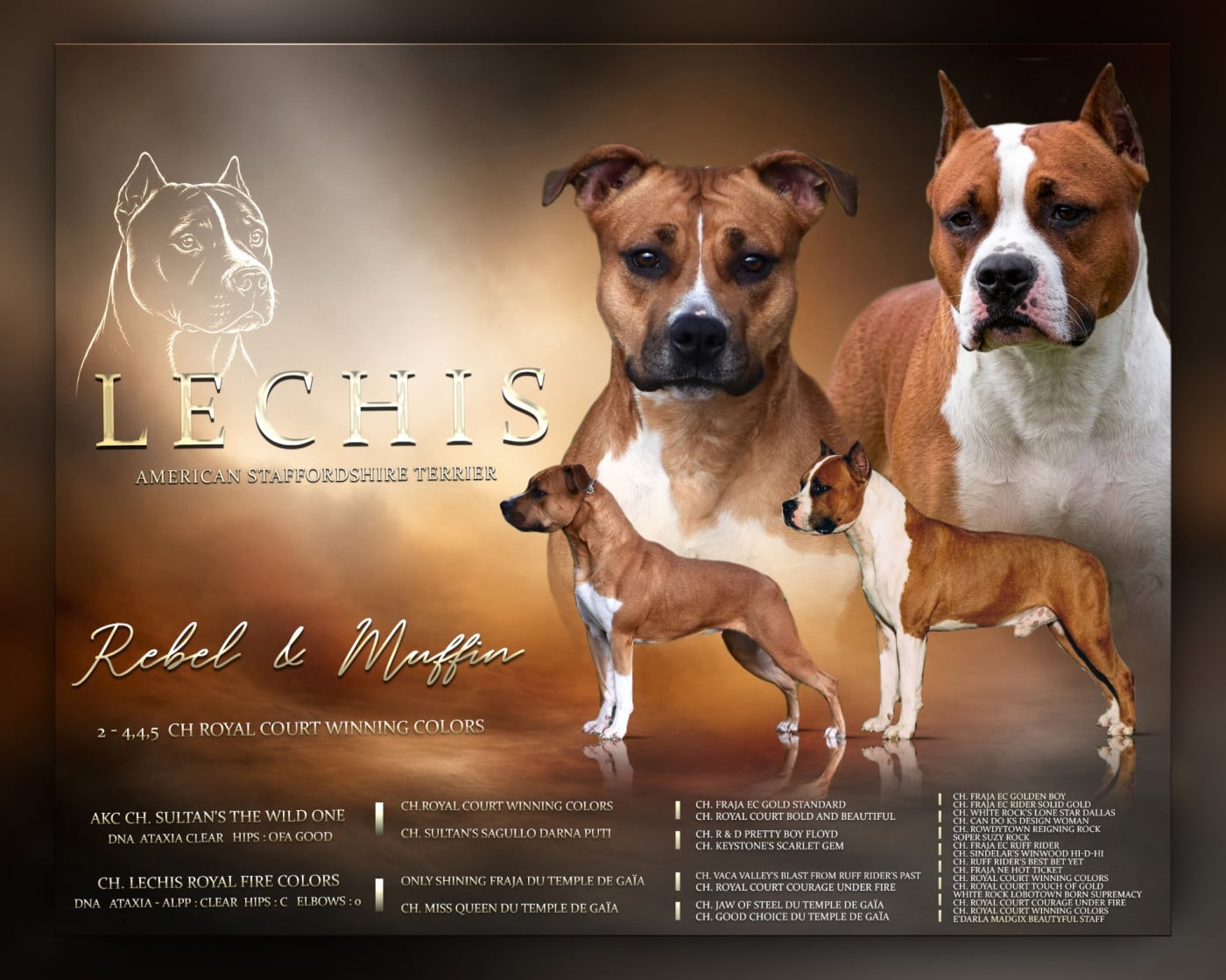 Chiot American Staffordshire Terrier