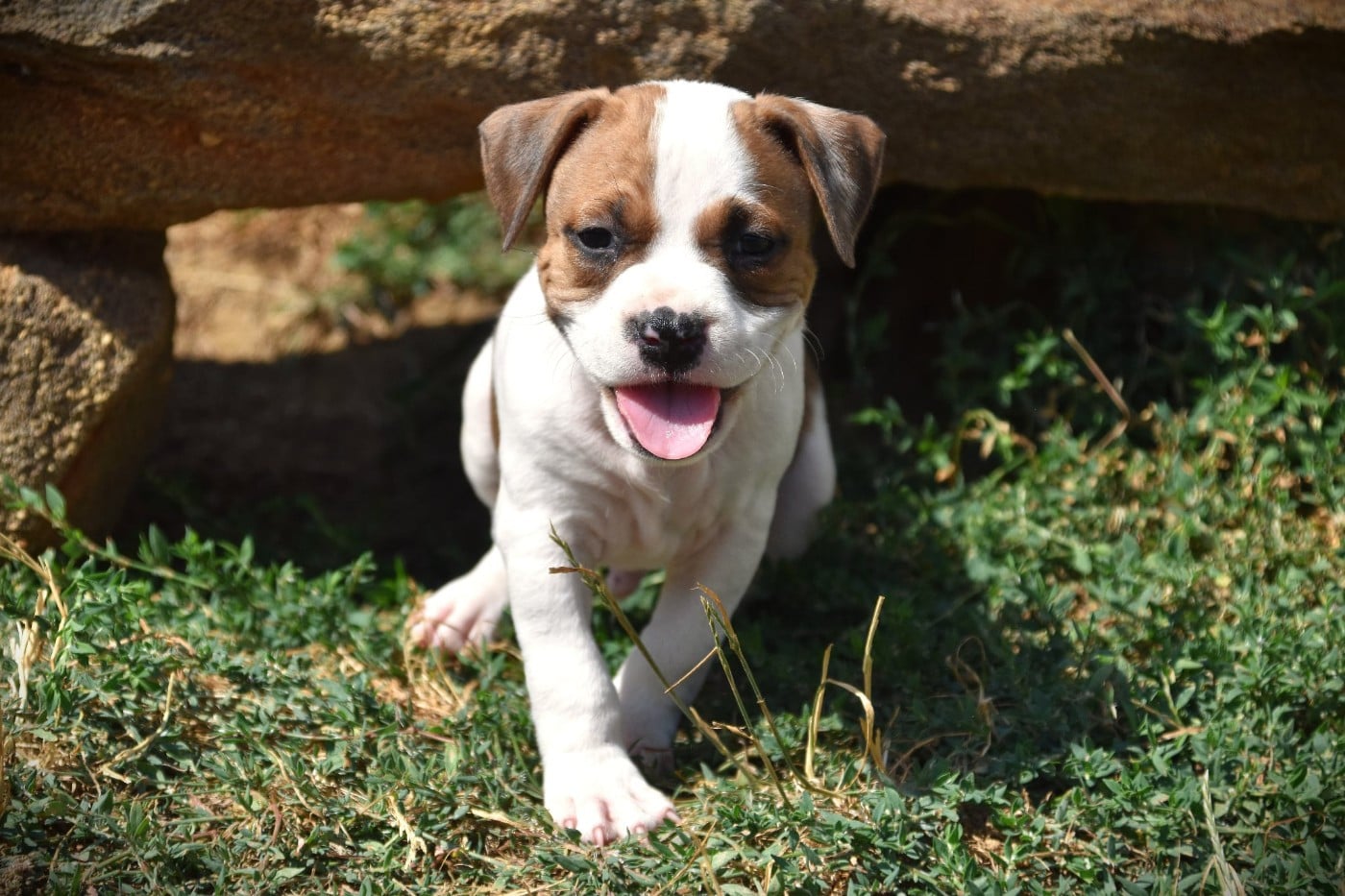 Chiot N°2