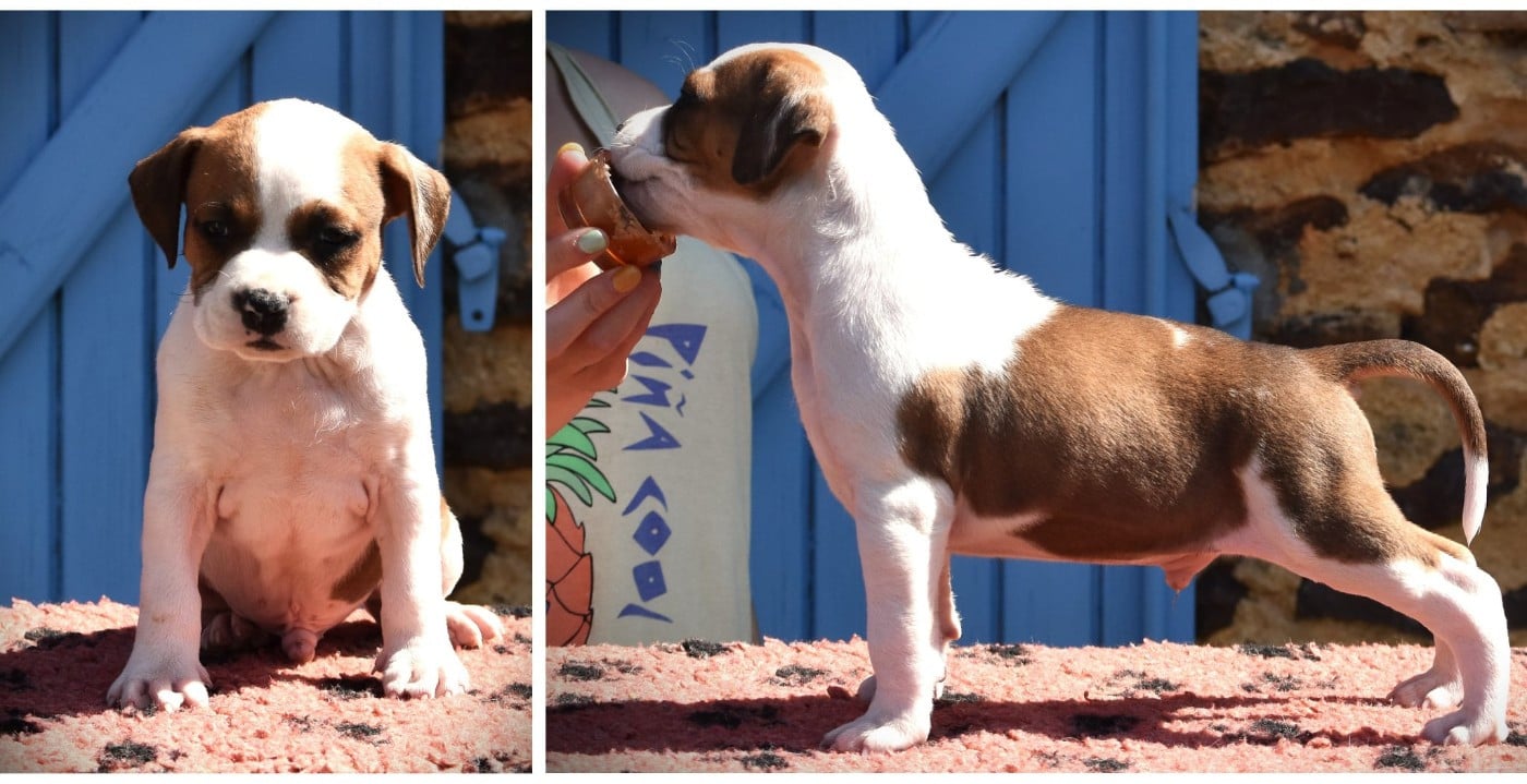 Chiot N°2