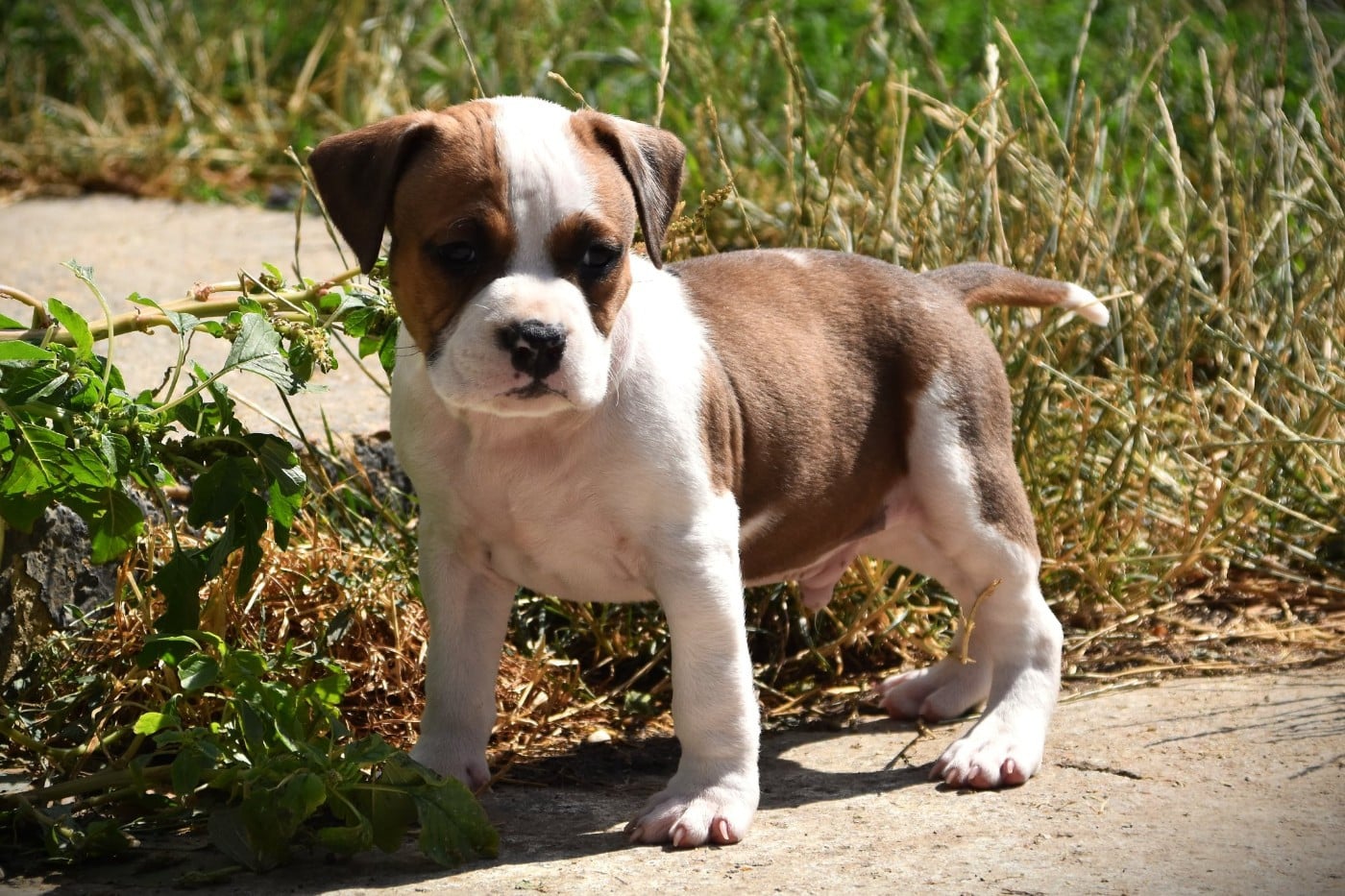 Chiot N°2