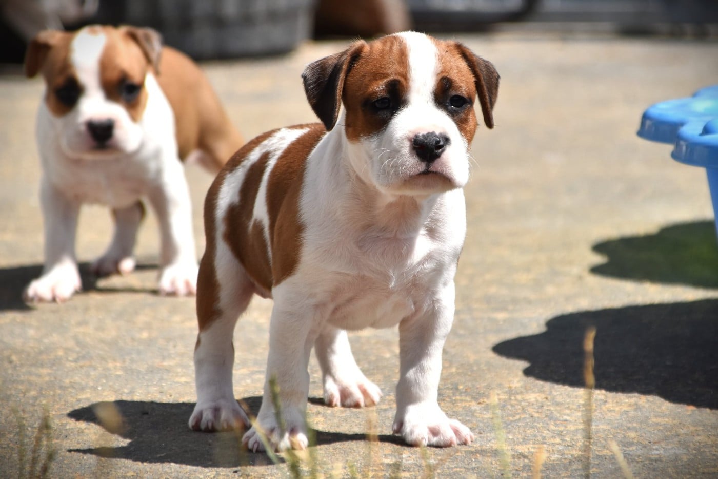 Chiot N°3